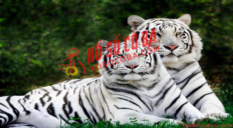 chiêm bao thấy con hổ trắng