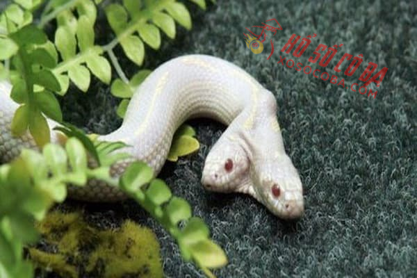 rắn hai đầu màu trắng